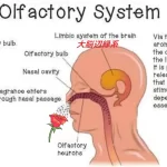 ホテルの香り戦略